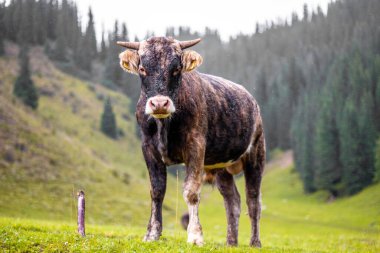 Genç inek, yağmurun altında yeşil çimlerin üzerinde duruyor. Sarı, yeşil ve yüksek tepeli. İnek kamerayı bekliyor..