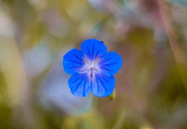 Blue Geranium Meadow Growing Wild Nature Close Photography Blue Small — Stock Photo, Image