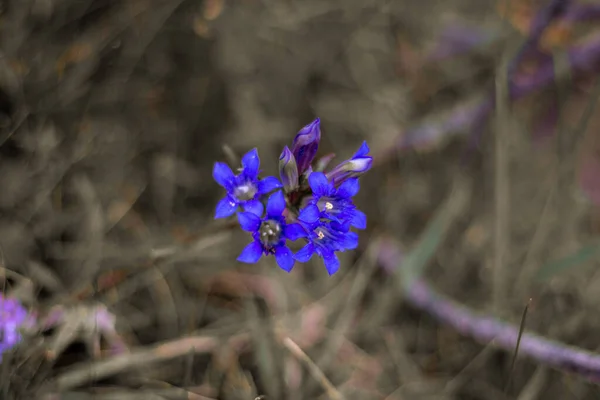 Blauwe Wilde Ruwe Gentiaan Met Wazige Achtergrond — Stockfoto