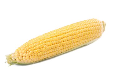 Taze mısır koçanı beyaz arka plan üzerinde izole üzerinde