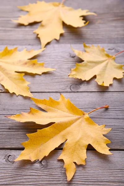 橙色秋天的叶子在灰色的木制背景 秋季概念 — 图库照片