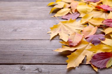 Gri ahşap arka plan üzerinde kırmızı ve turuncu sonbahar yaprakları