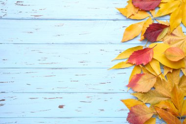 Bir mavi ahşap arka plan üzerinde kırmızı ve turuncu sonbahar yaprakları