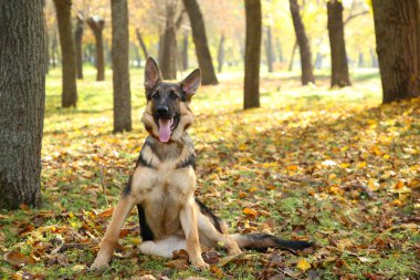 Alman çoban sonbahar parkta. Köpek sonbahar yaprakları