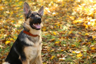 Alman çoban sonbahar parkta. Köpek sonbahar yaprakları