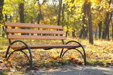 Sonbahar parkta boş ahşap Bank. Sonbahar arka plan