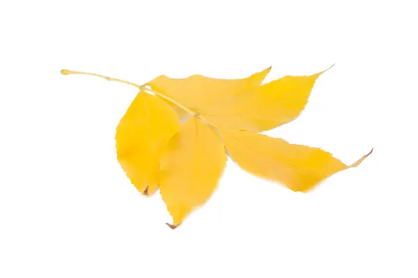 Orange Autumn Leaves Isolated White Background Autumn Concept — Stock Photo, Image