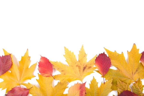 Folhas Outono Vermelho Laranja Isoladas Fundo Branco Conceito Outono — Fotografia de Stock