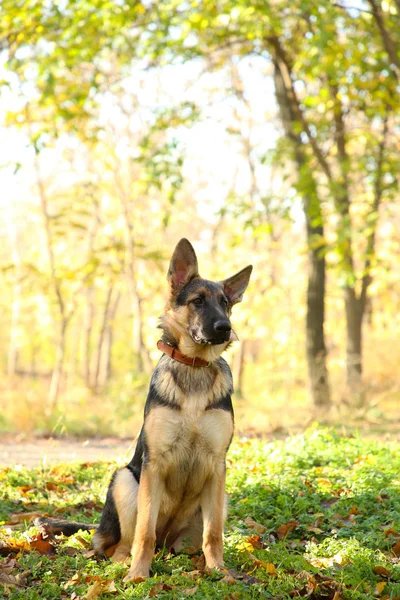 Alman Çoban Sonbahar Parkta Köpek Sonbahar Yaprakları — Stok fotoğraf