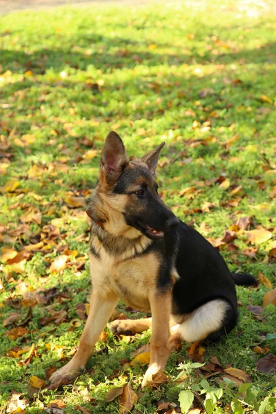 Alman Çoban Sonbahar Parkta Köpek Sonbahar Yaprakları — Stok fotoğraf