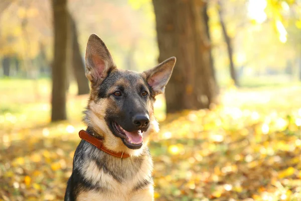 Alman Çoban Sonbahar Parkta Köpek Sonbahar Yaprakları — Stok fotoğraf