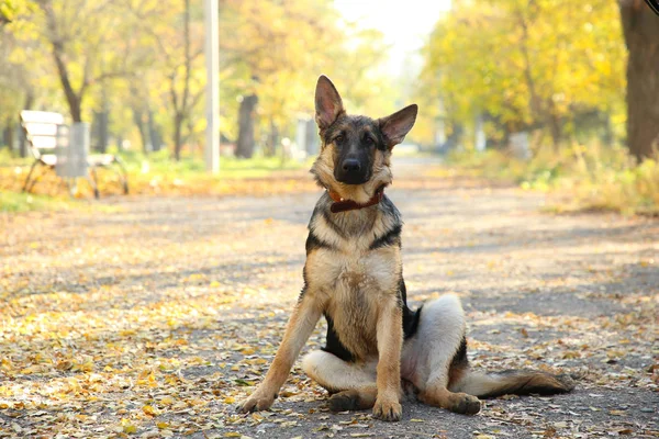 Alman Çoban Sonbahar Parkta Yolda Ormanda Köpek — Stok fotoğraf