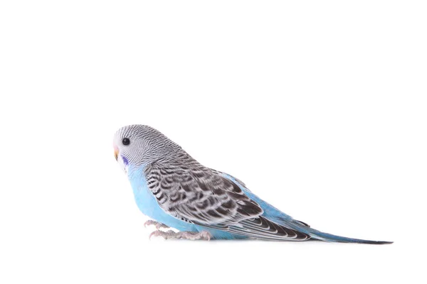 Piccolo Pappagallo Ondulato Sfondo Bianco Budgerigar Isolato — Foto Stock