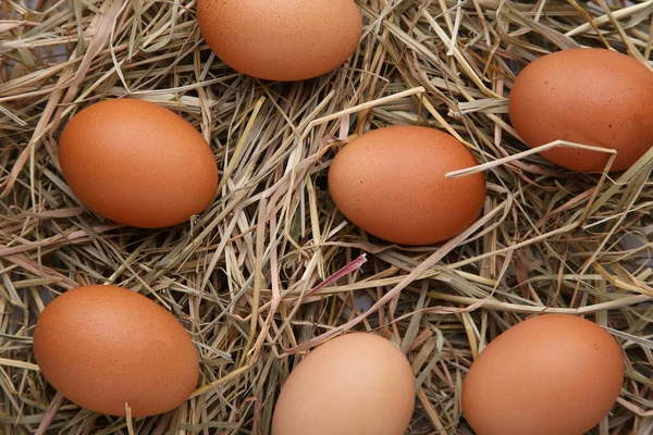 Fresh chicken eggs on a hay background. Brown chicken eggs in a straw nest.