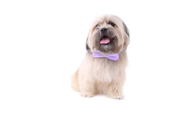 Perro Shih Tzu Aislado Sobre Fondo Blanco Perro Con Pajarita —  Fotos de Stock