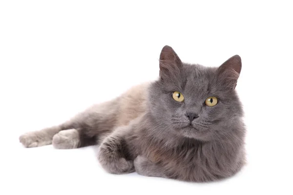 Молодая Серая Кошка Белом Фоне — стоковое фото
