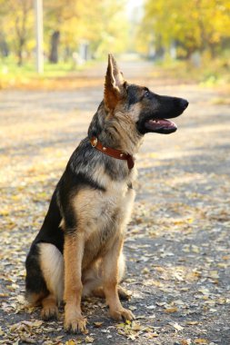 Alman çoban sonbahar parkta yolda. Ormanda köpek