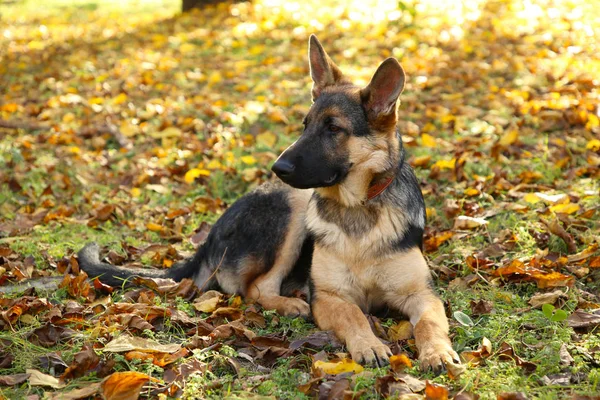 Ciobănesc German Parcul Toamnă Câine Frunze Toamnă — Fotografie, imagine de stoc