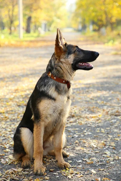 Alman çoban sonbahar parkta yolda. Ormanda köpek