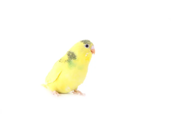 Little Yellow Budgerigar Isolated White Background Isolated Budgerigar — Stock Photo, Image