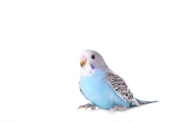 Beyaz arka plan üzerinde küçük dalgalı papağan. İzole muhabbet kuşu.