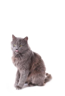 Beyaz bir arka plan üzerinde izole güzel Gri kedi