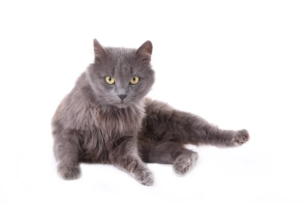 Красивый Серый Кот Изолирован Белом Фоне — стоковое фото