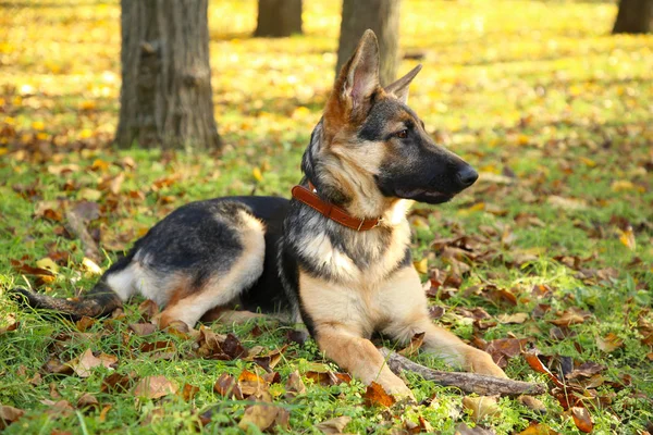 Schäferhund Herbstlichen Park Hund Herbstlichen Laub — Stockfoto