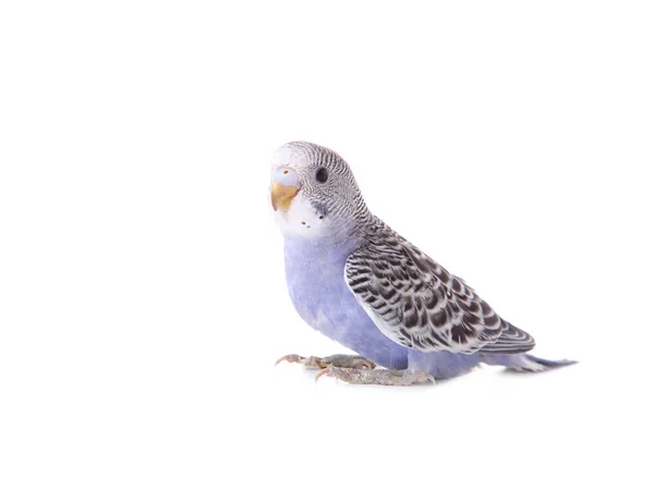 Loro Ondulado Sobre Fondo Blanco Periquito Aislado —  Fotos de Stock