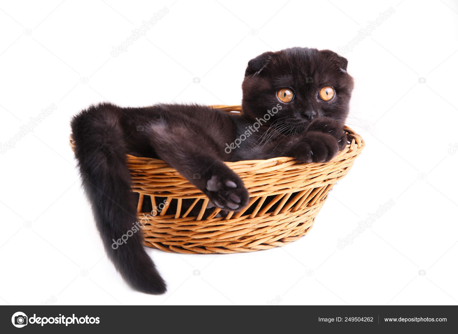 Black Cat British Shorthair With Yellow Eyes In Basket On White