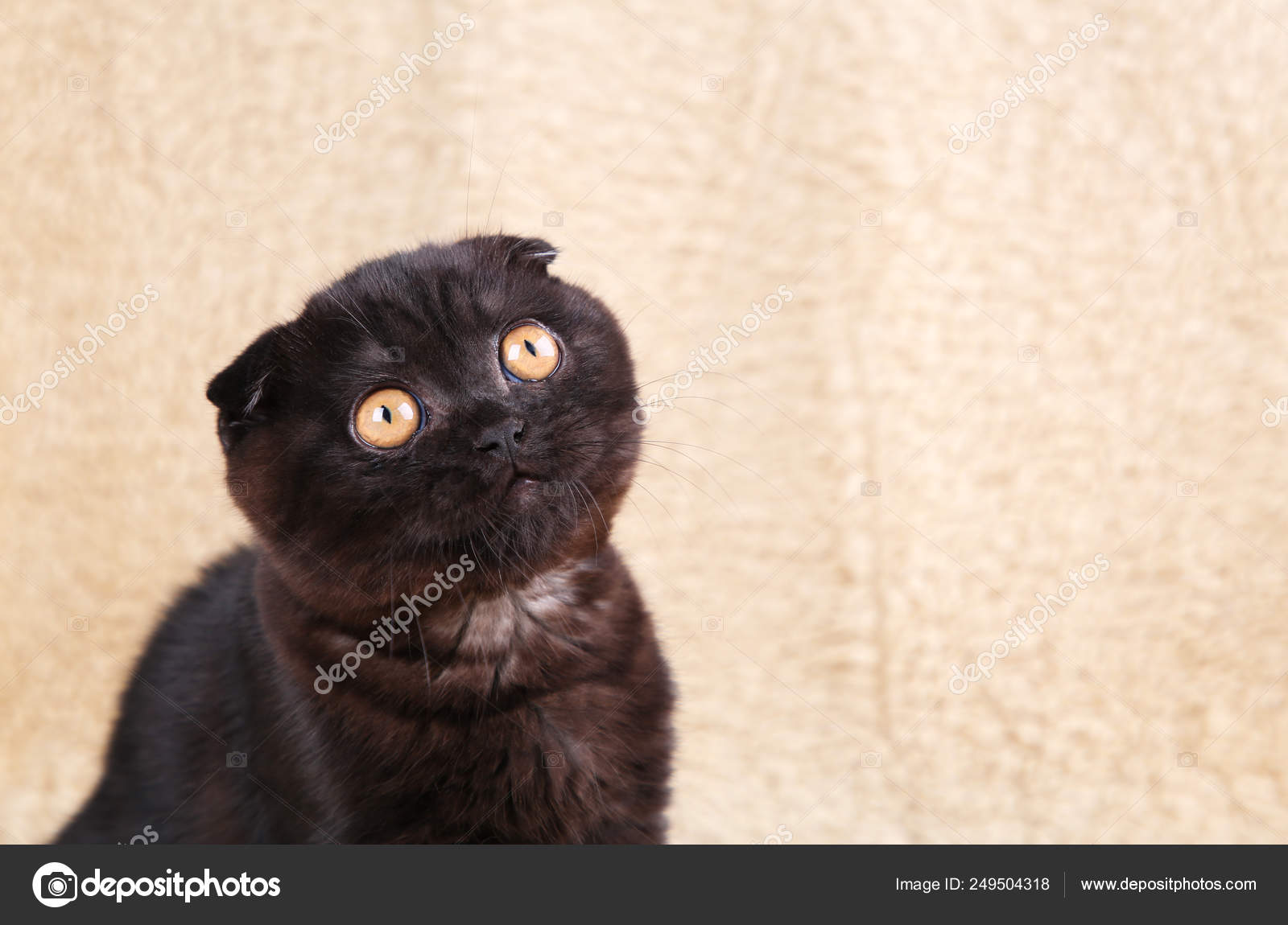 Kitten Black British Shorthair Cat Black Tortoise Shell British