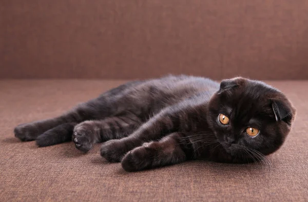 Gato negro taquigrafía británica con ojos amarillos sobre fondo marrón — Foto de Stock