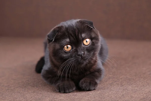 Черная кошка британская короткометражка с желтыми глазами на коричневом фоне — стоковое фото
