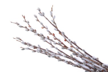 Willow Catkins beyaz arkaplanda kopya alanı ve paskalya ile izole edildi