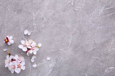 Gri beton arka plan üzerinde bahar açan dallar.