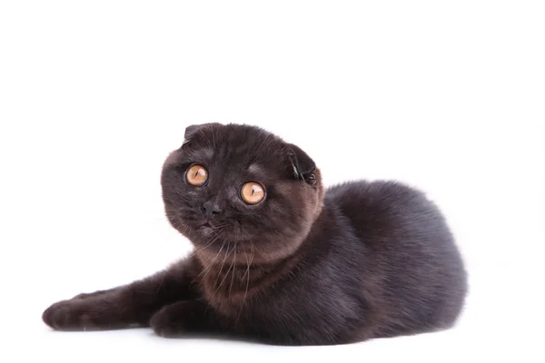 Czarny Kot brytyjski Stenografia żółte oczy na białym tle — Zdjęcie stockowe