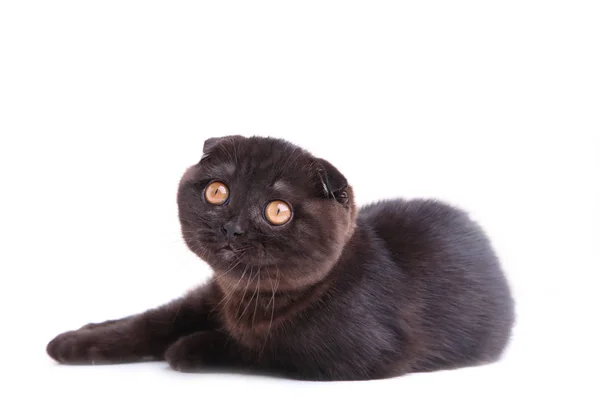 Preto gato britânico shorthair com olhos amarelos no fundo branco — Fotografia de Stock