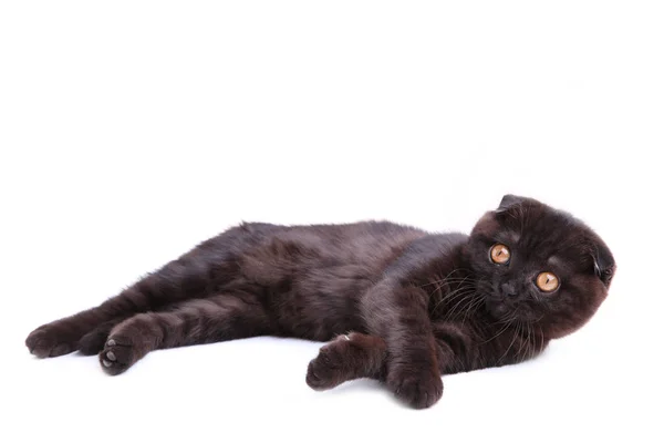 Gato negro taquigrafía británica con ojos amarillos sobre fondo blanco — Foto de Stock