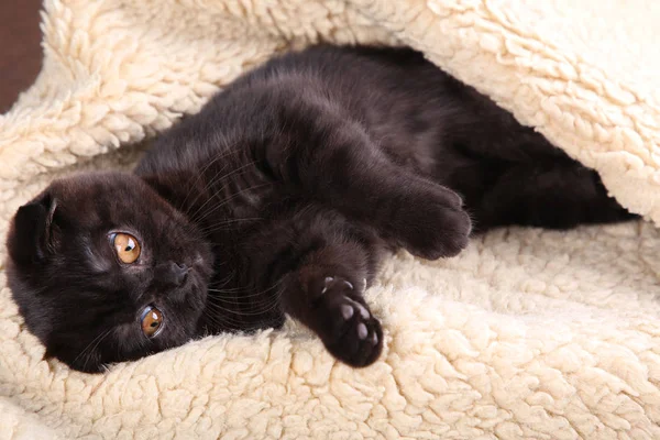 Gatito Negro Taquigrafía Británica Con Ojos Amarillos Sobre Fondo Beige — Foto de Stock