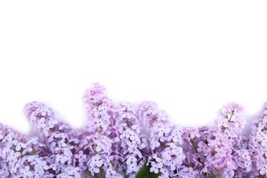 Örnek metin ile beyaz arka plan üzerinde izole leylak çiçekler dalı