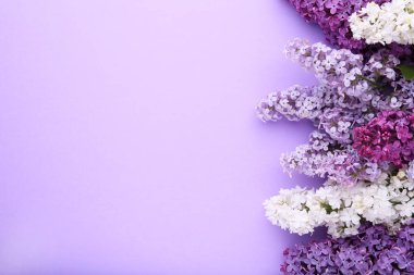 Örnek metin ile mor arka plan üzerinde Leylak çiçekler dal