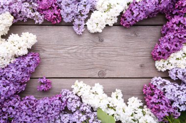 Örnek metin, çerçeve ile gri arka plan üzerinde Leylak çiçekler dal