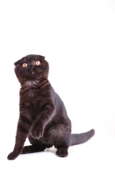 Короткошерстная черная кошка с желтыми глазами на белом фоне — стоковое фото