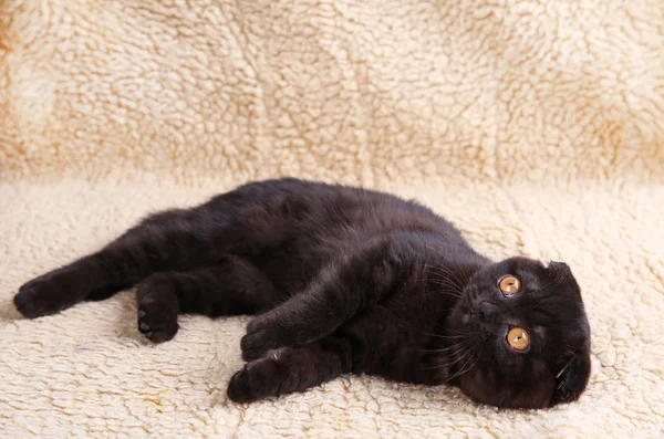 Черная кошка британская короткая с желтыми глазами на бежевом фоне — стоковое фото