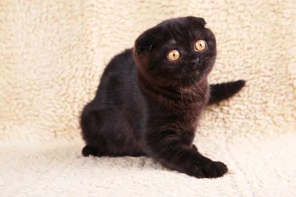 Gato negro británico taquigrafía con ojos amarillos sobre un fondo beige — Foto de Stock