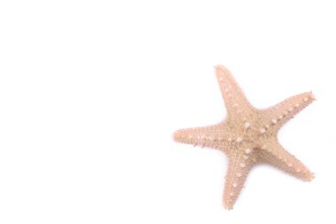 Beyaz arka planda izole edilmiş denizyıldızı. Üstte görüntü