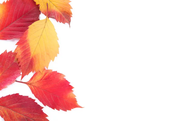 Red and Orange autumn leaves isolated on a white — Stock Photo, Image