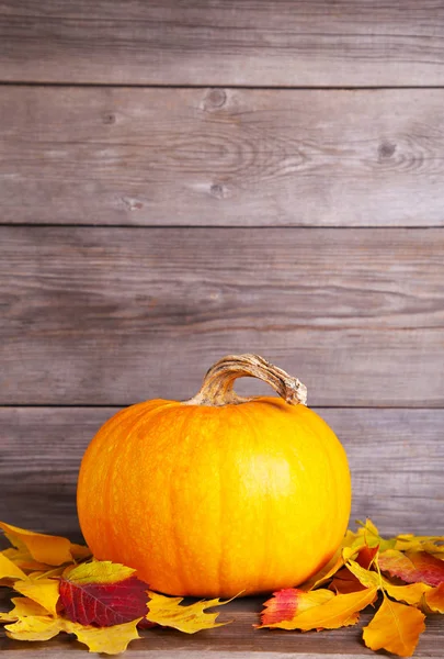 Orangener Kürbis mit Blättern auf grauem Hintergrund. — Stockfoto