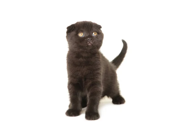 Preto Britânico Shorthair Gatinho Isolado Branco Fundo — Fotografia de Stock