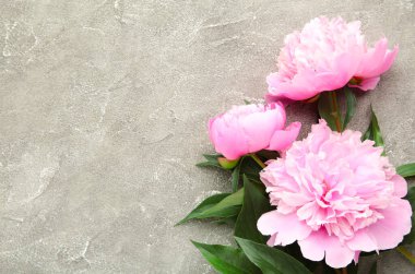 Gri beton arka planda pembe şakayık çiçekleri. Üst görünüm